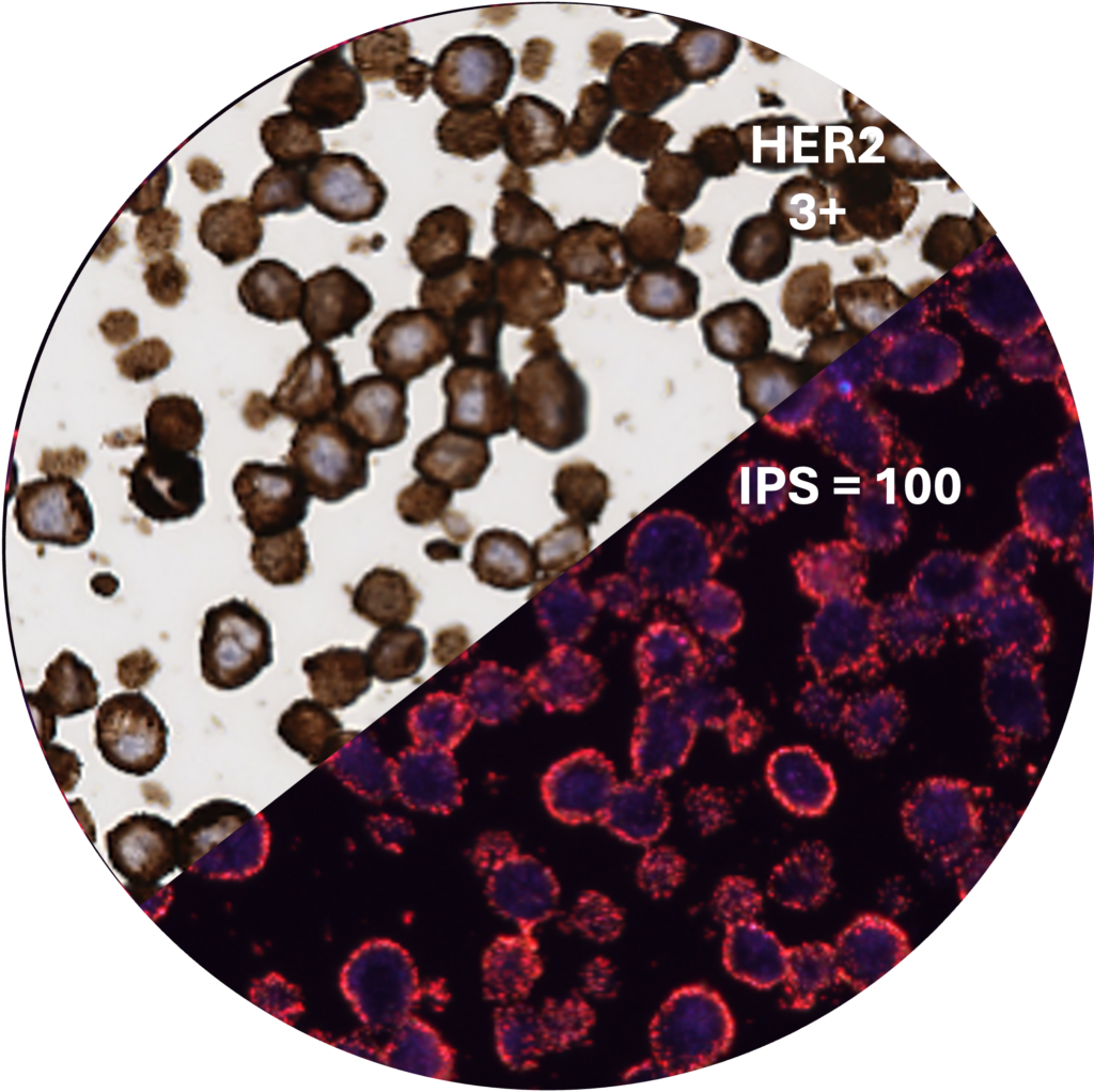 IP_IHC